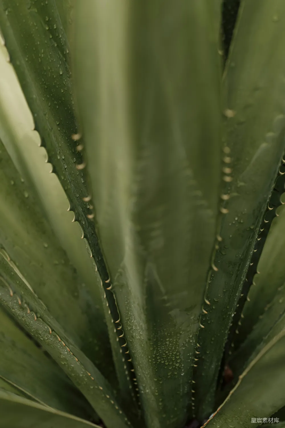 高清摄影 绿植 雨后 自然 清新 植物 雨后绿植特写