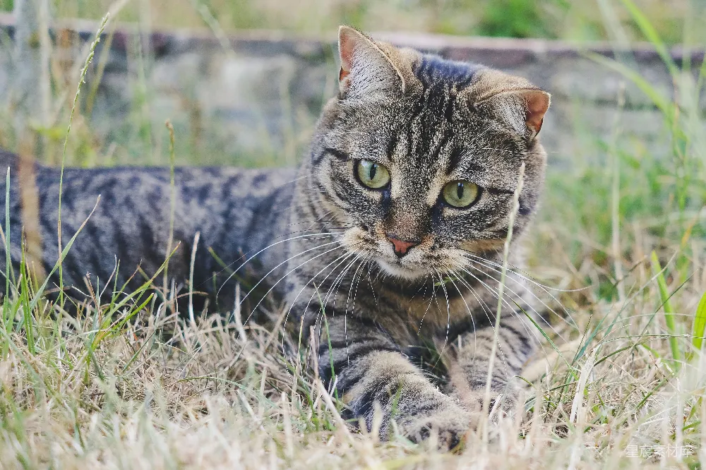 高清摄影 猫咪 自然 户外 宠物 宁静 草地上的猫