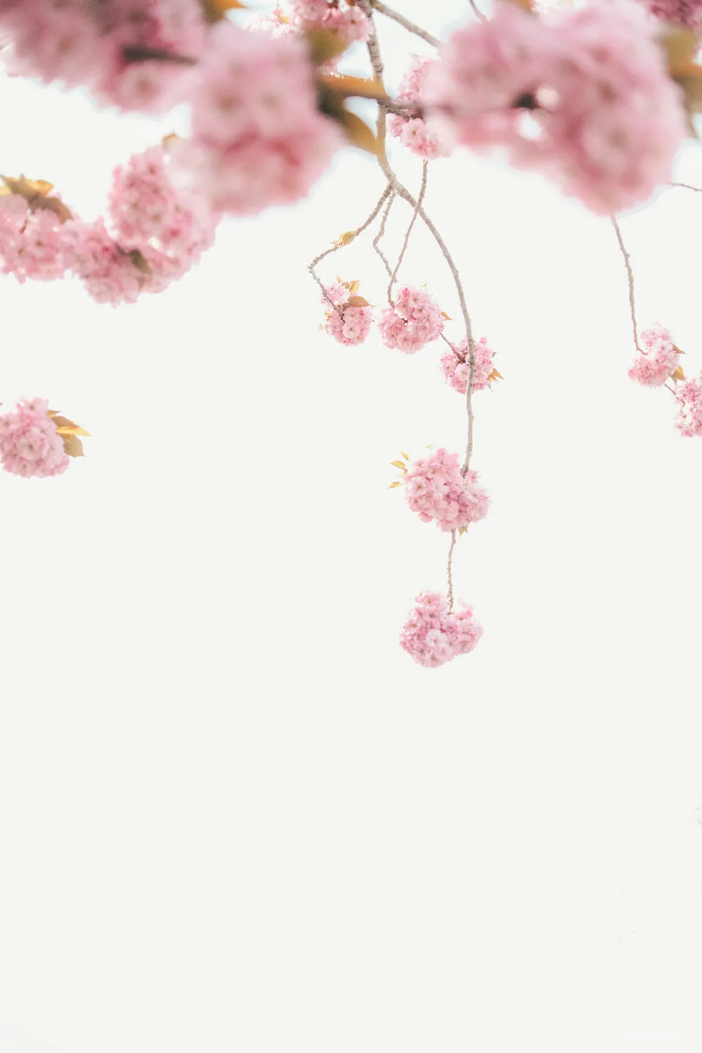 高清摄影 春天 樱花 自然 柔美 清新 春风里的樱花绽放