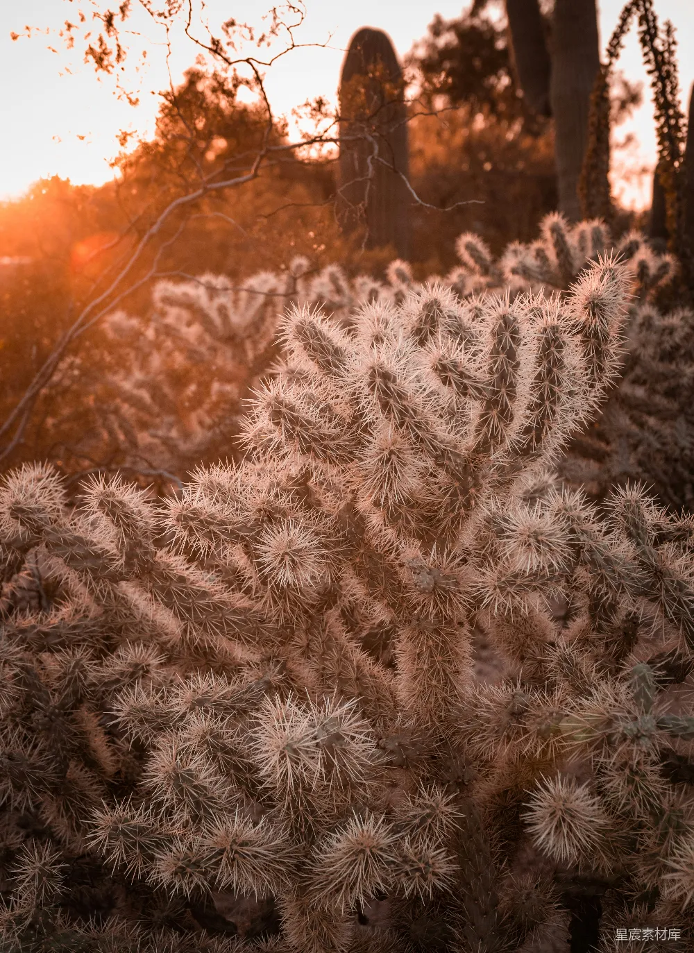 高清摄影 仙人掌 沙漠 自然 夕阳 植物 夕阳下的仙人掌