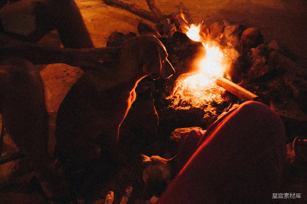 高清摄影 篝火 夜晚 宠物 户外 放松 篝火旁的宁静时光