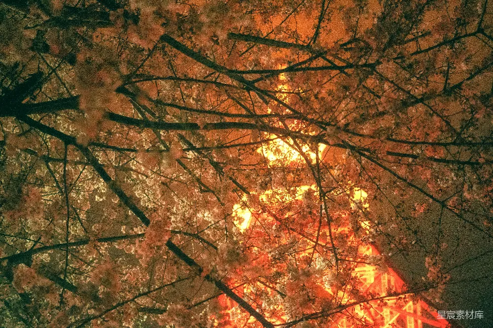 高清摄影 樱花 夜景 城市 自然 城市景观 夜幕下的樱花与灯光