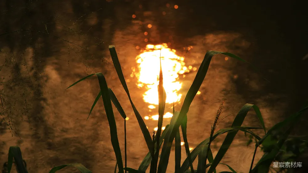 高清摄影 自然 夕阳 芦苇 宁静 风景 夕阳下的芦苇