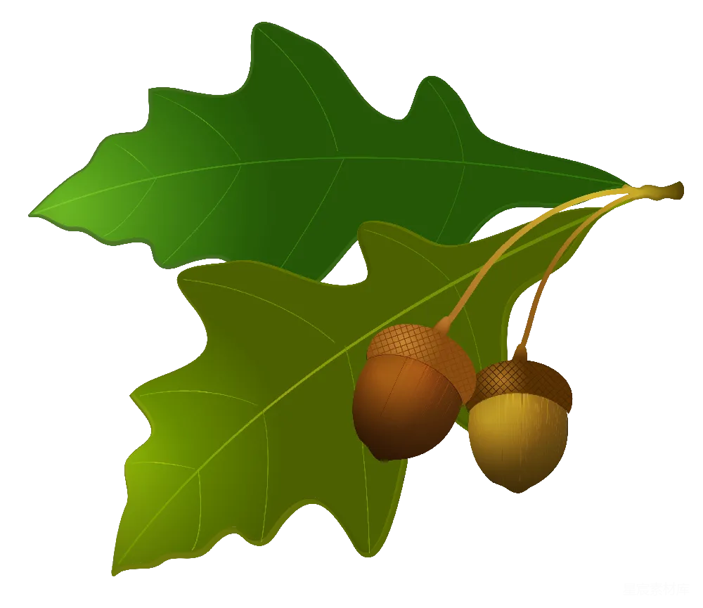 元素素材 橡果
