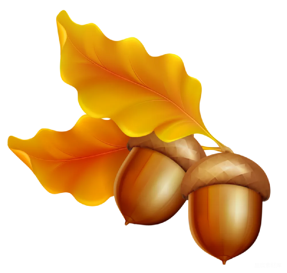 元素素材 橡果