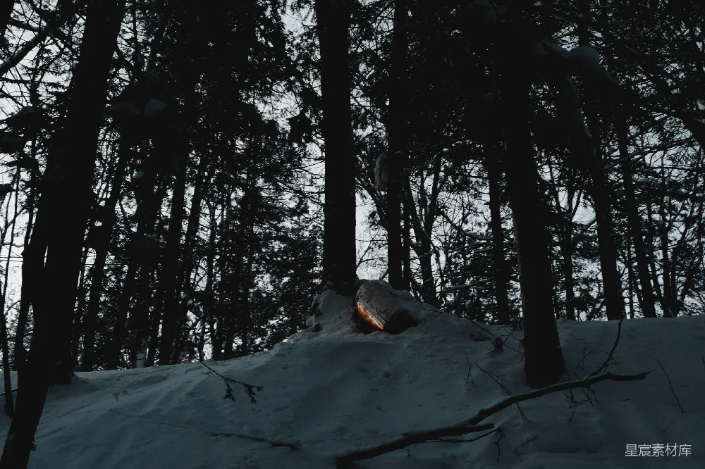 高清摄影 冬季 森林 雪景 宁静 自然 冬日森林的宁静角落