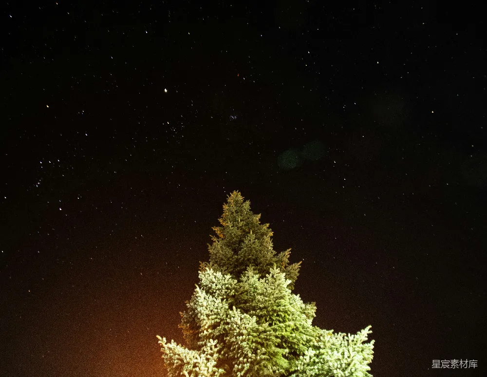 高清摄影 夜晚 松树 星空 自然 宁静 夜空下的松树