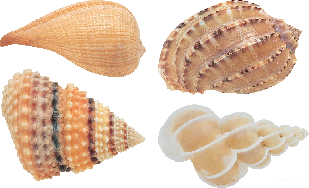元素素材 贝壳