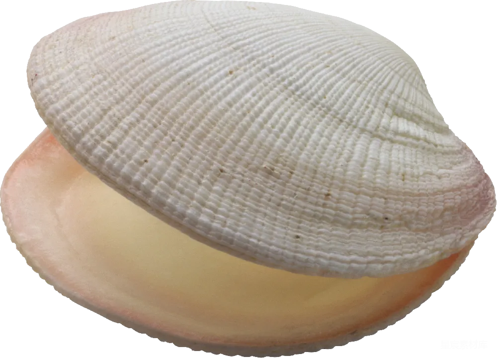 元素素材 贝壳