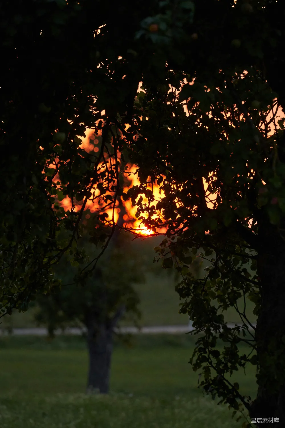 高清摄影 自然 日落 风景 宁静 户外 夕阳透过树梢