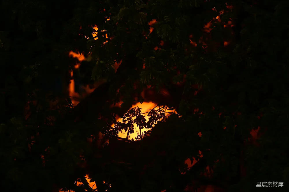 高清摄影 夜景 树影 火光 黑暗 自然 夜幕下的树影与火光