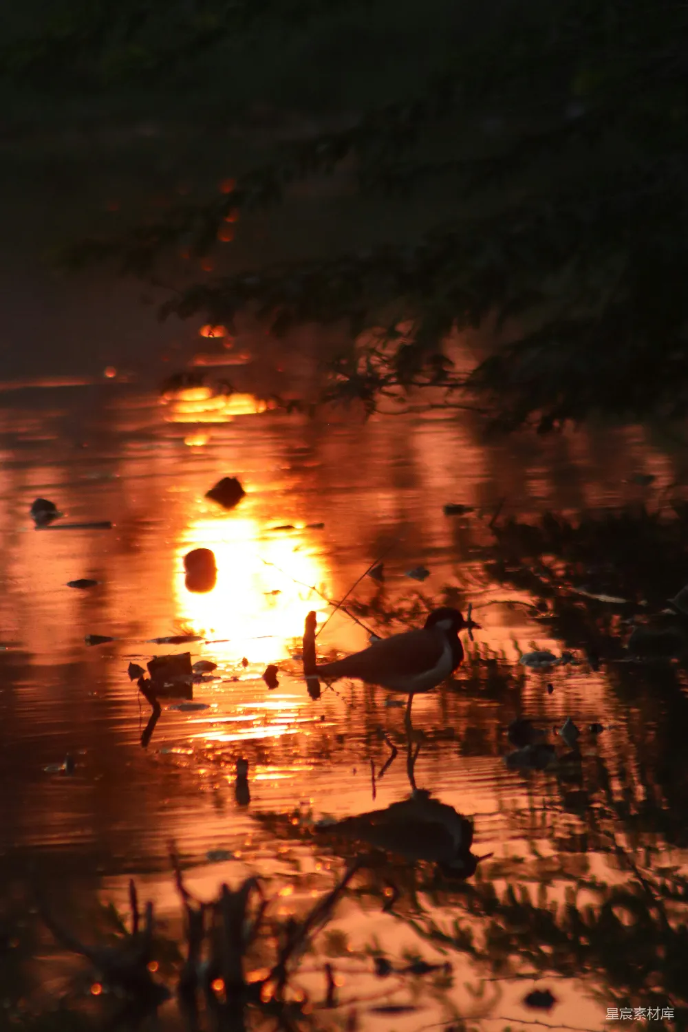 这张图片展示了一只鸟在夕阳映照下的湿地中栖息的场景。夕阳的余晖洒在水面上，形成了美丽的倒影，鸟儿的轮廓在金色的光线中显得格外宁静。这种场景适合用来表达自然之美、平静与宁静的主题。
