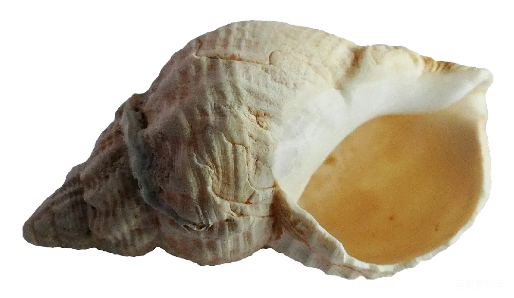 元素素材 贝壳