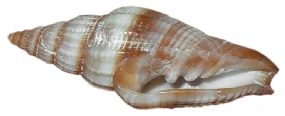 元素素材 贝壳