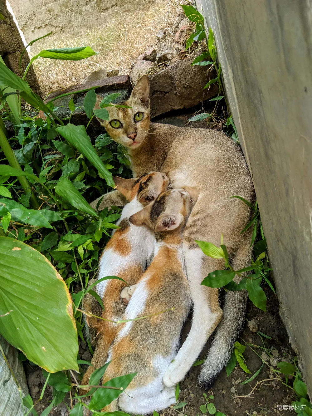 高清摄影 猫咪 母爱 自然 家庭 哺乳 温馨的猫妈妈与小猫