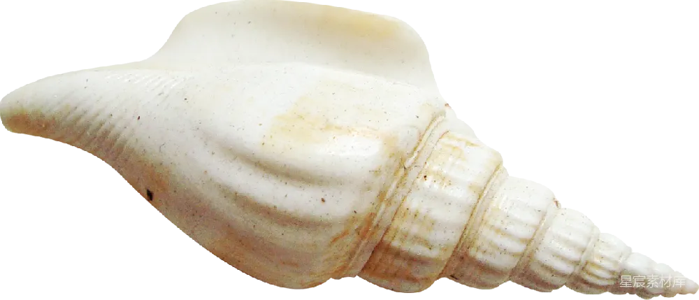 元素素材 贝壳