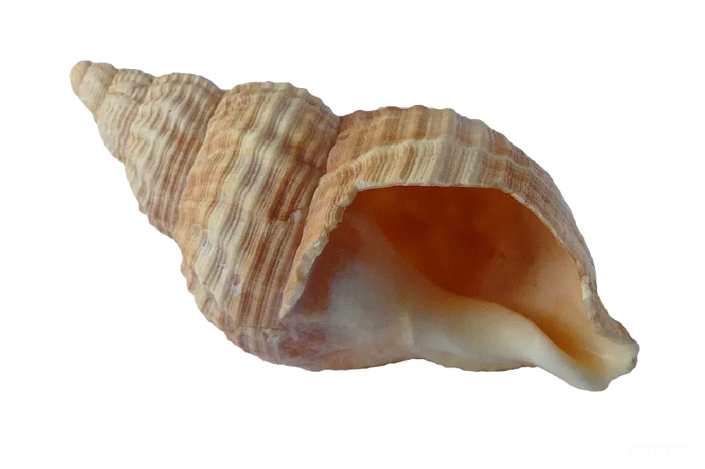 元素素材 贝壳
