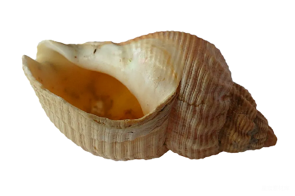 元素素材 贝壳