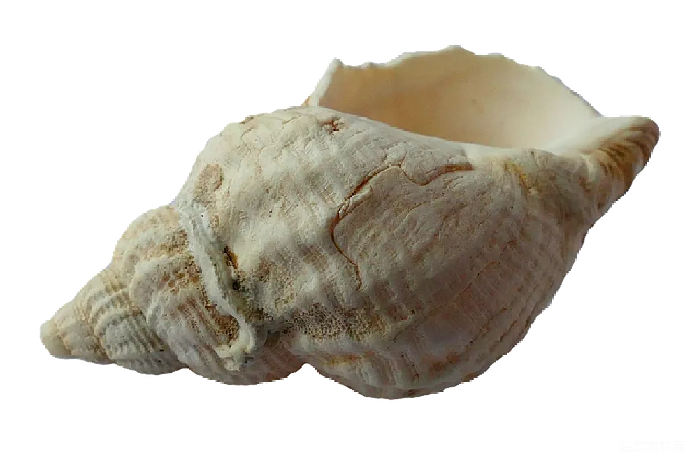 元素素材 贝壳