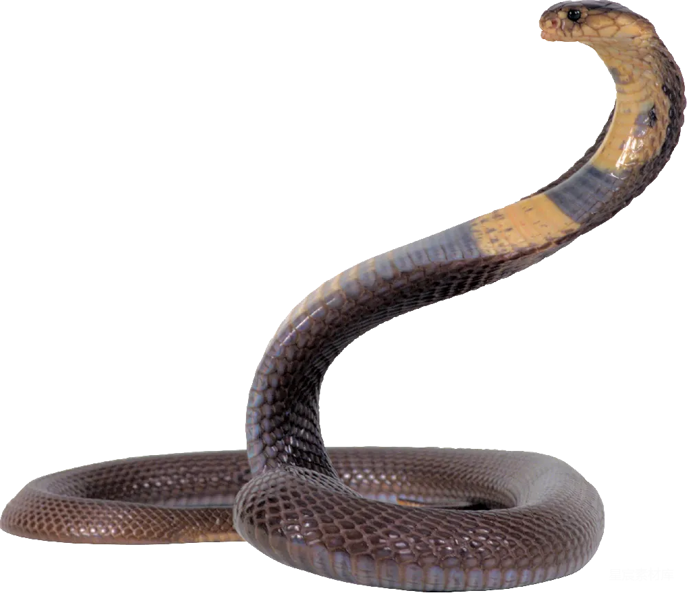 元素素材 元素 cobra