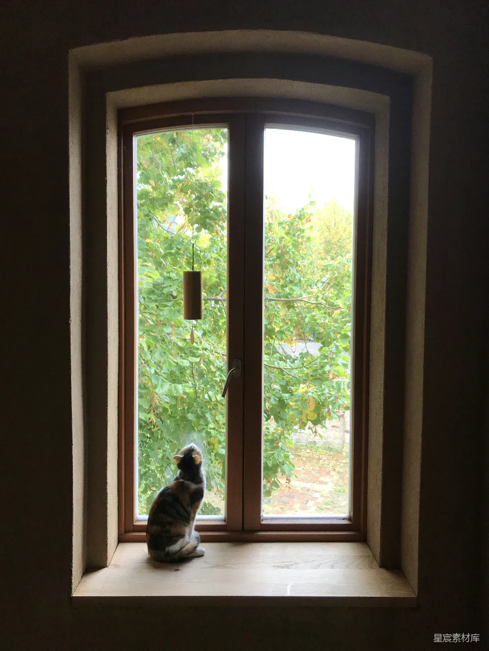 高清摄影 猫咪 窗户 静谧 自然 温馨 窗边的猫咪