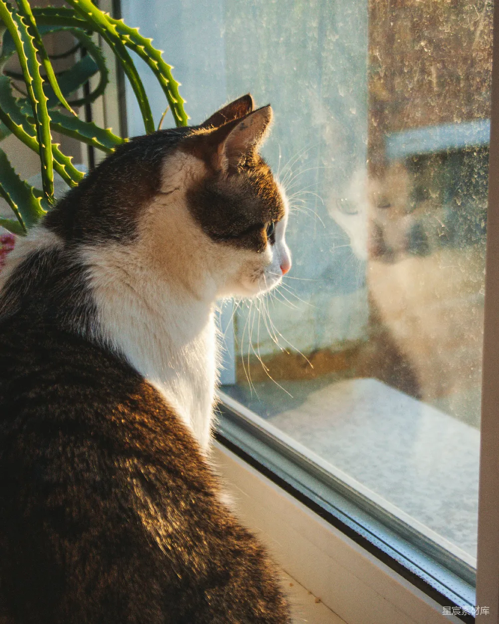 高清摄影 猫咪 阳光 窗户 自然 宁静 窗外的猫