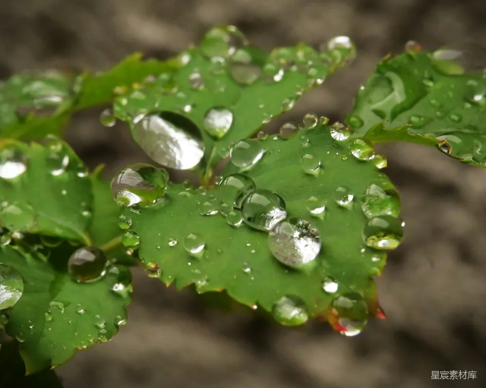 高清摄影 雨后绿叶上的水珠