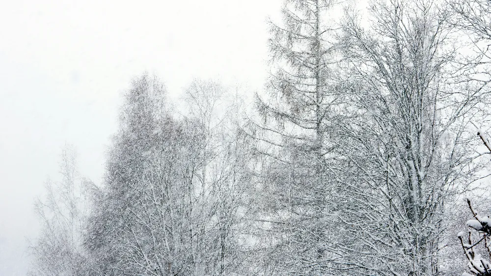 高清摄影 白天树木覆雪