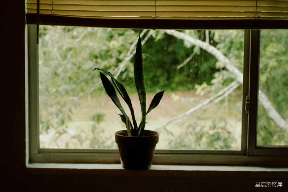 高清摄影 自然 植物 室内 静谧 窗景 窗边的绿植