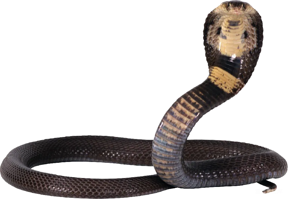 元素素材 Cobra