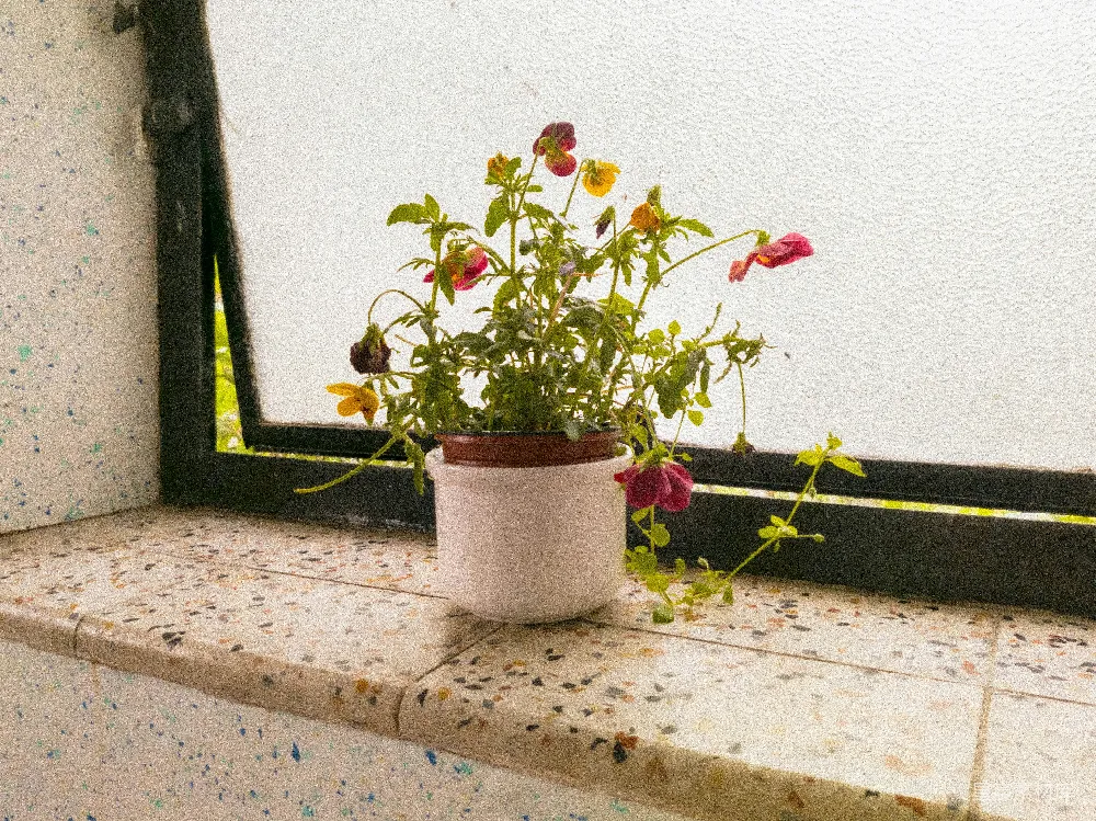 高清摄影 花朵 窗台 植物 自然 静谧 窗台上的花朵