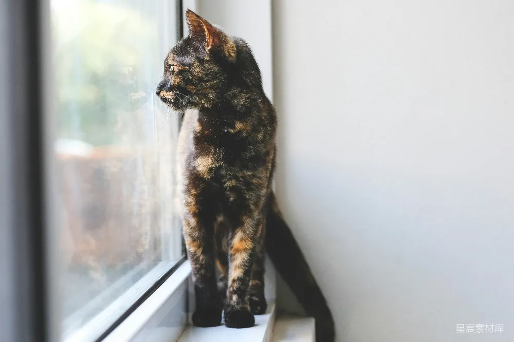 高清摄影 猫咪 窗边 宁静 动物 窗外的猫