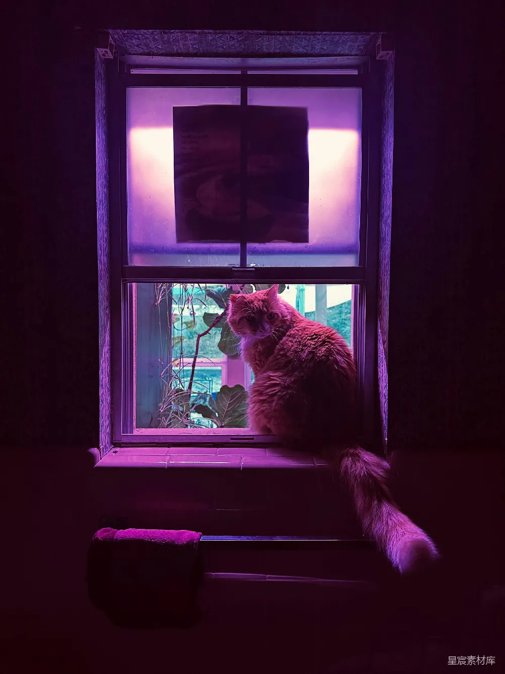 高清摄影 猫咪 窗户 紫色调 室内场景 温馨 紫光下的猫与窗外的世界