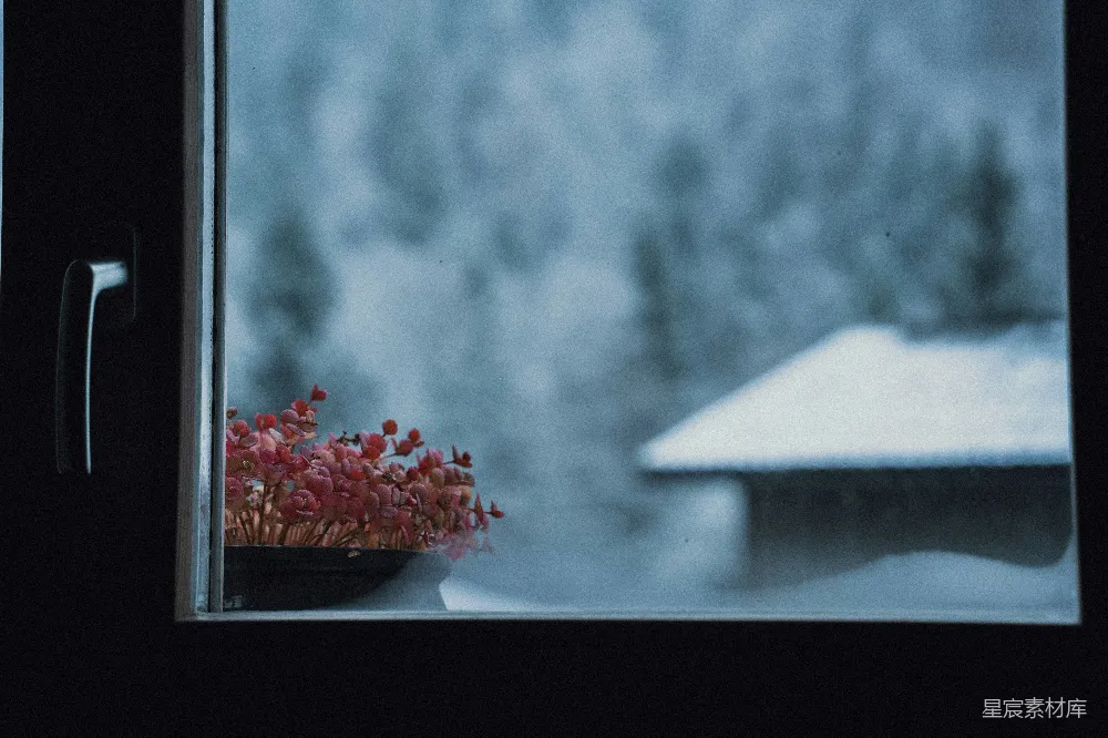 高清摄影 窗外景色 冬季 自然风光 室内植物 宁静 窗外的雪景与窗台上的花