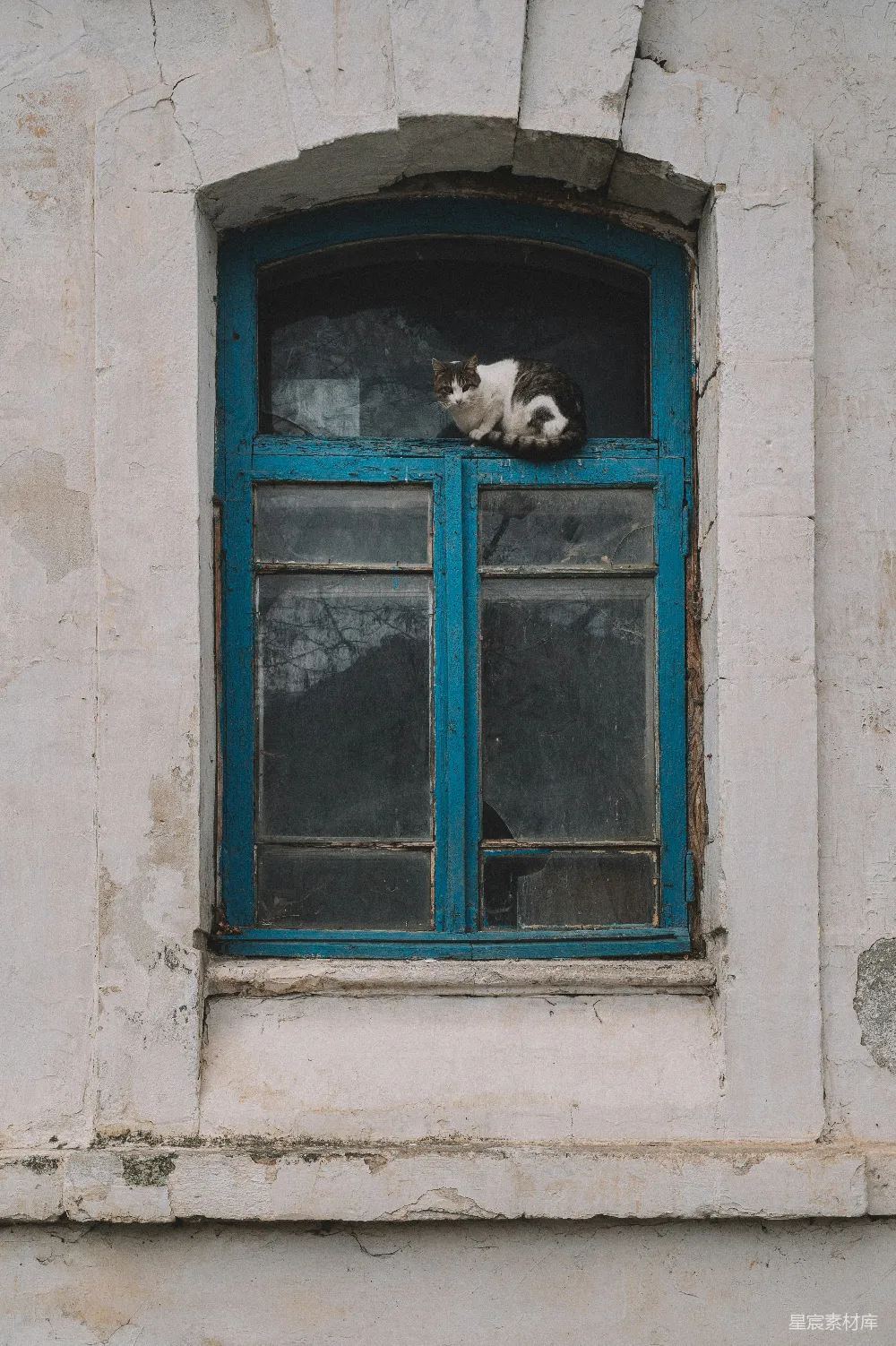 高清摄影 猫 窗户 复古 静谧 乡村 窗边的猫咪