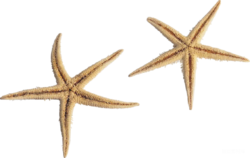 元素素材 海星