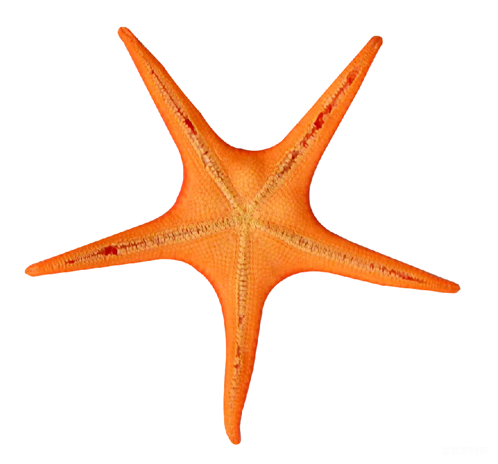 元素素材 海星