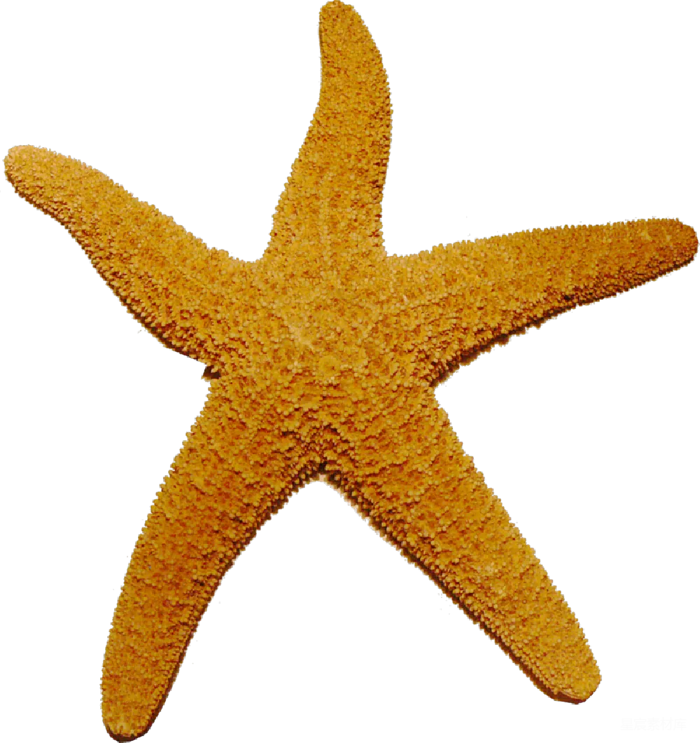 元素素材 元素 海星