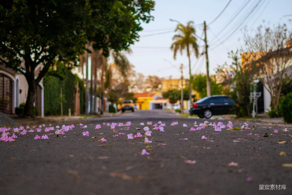 高清摄影 街道 落花 宁静 自然 城市 落花满街的宁静时光