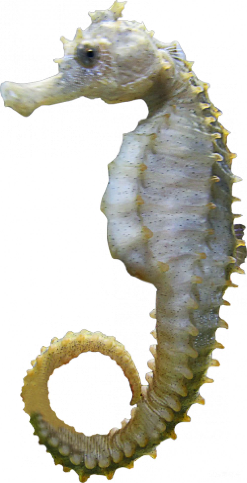 元素素材 海洋生物 自然 动物 海马