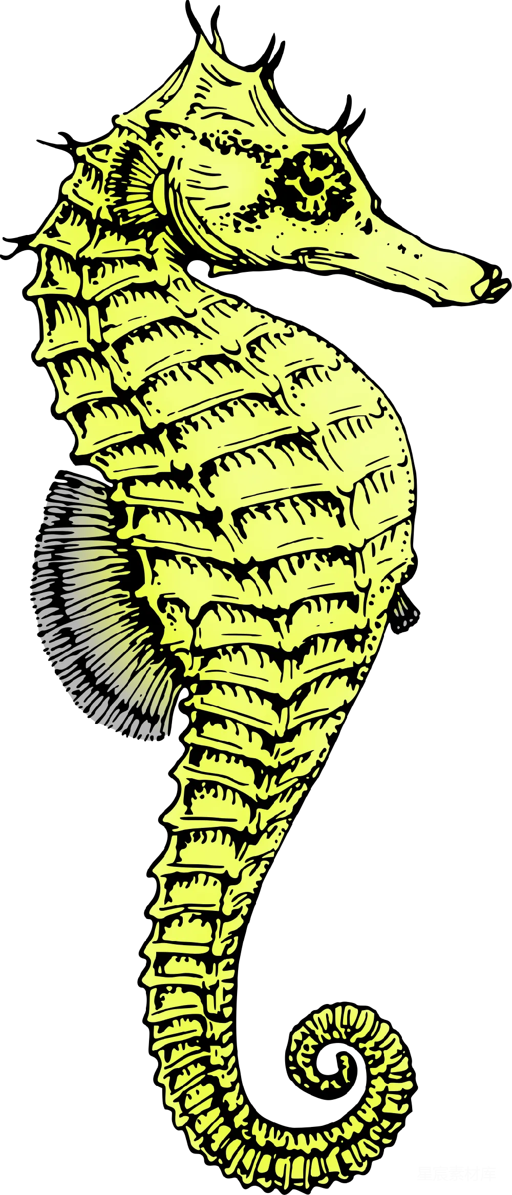 元素素材 Seahorse