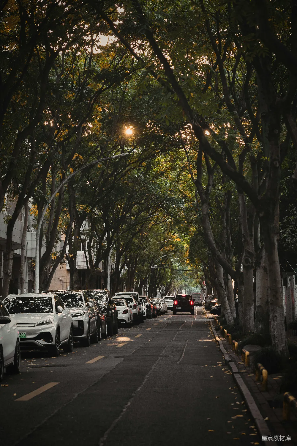 高清摄影 城市 阳光 树木 街道 自然 城市中的阳光树影