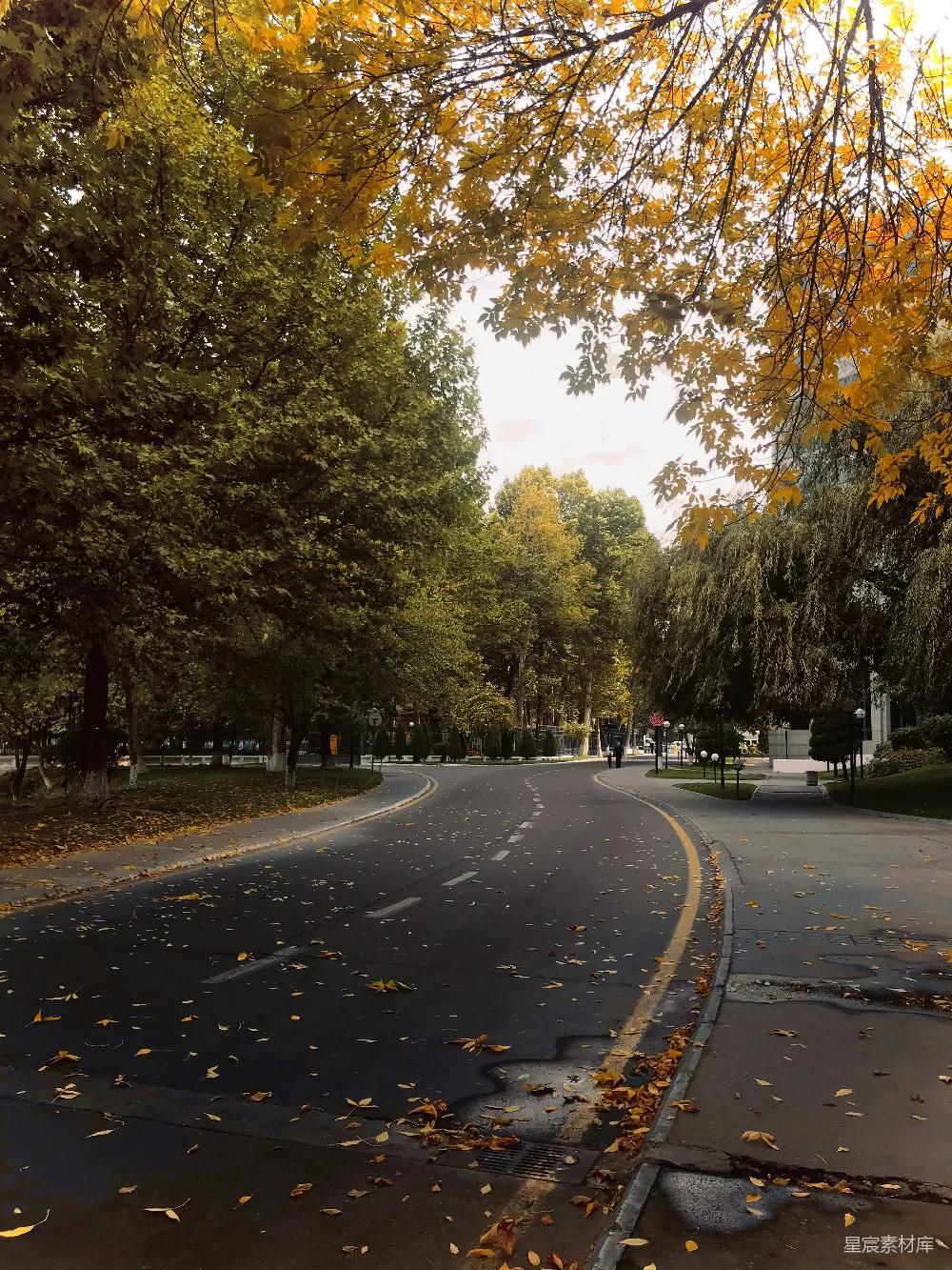 高清摄影 秋景 街道 宁静 城市 自然 秋日街道的宁静