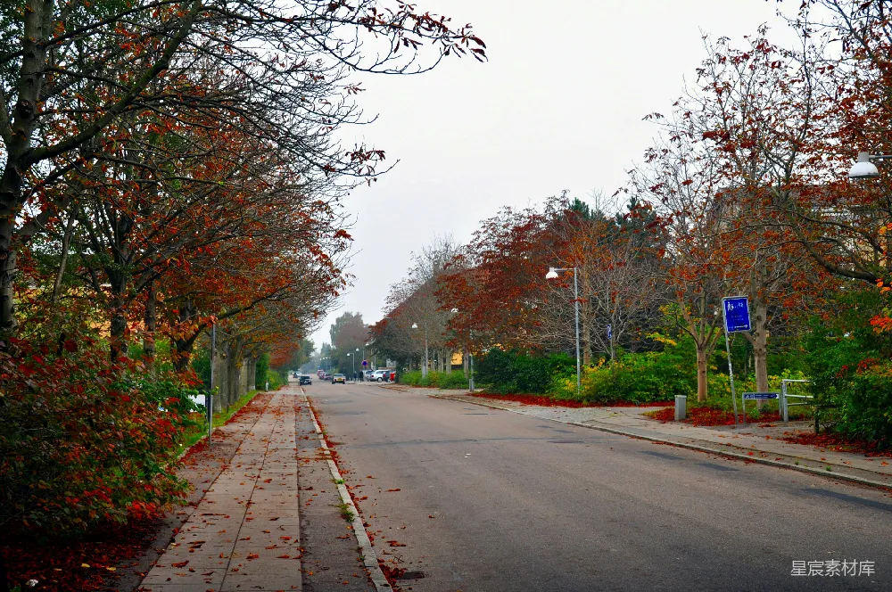高清摄影 秋天 街道 树木 风景 城市 秋日街道的宁静景色
