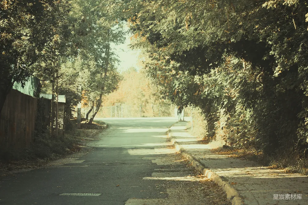 高清摄影 秋天 树荫 小路 宁静 自然 秋日树荫下的宁静小路