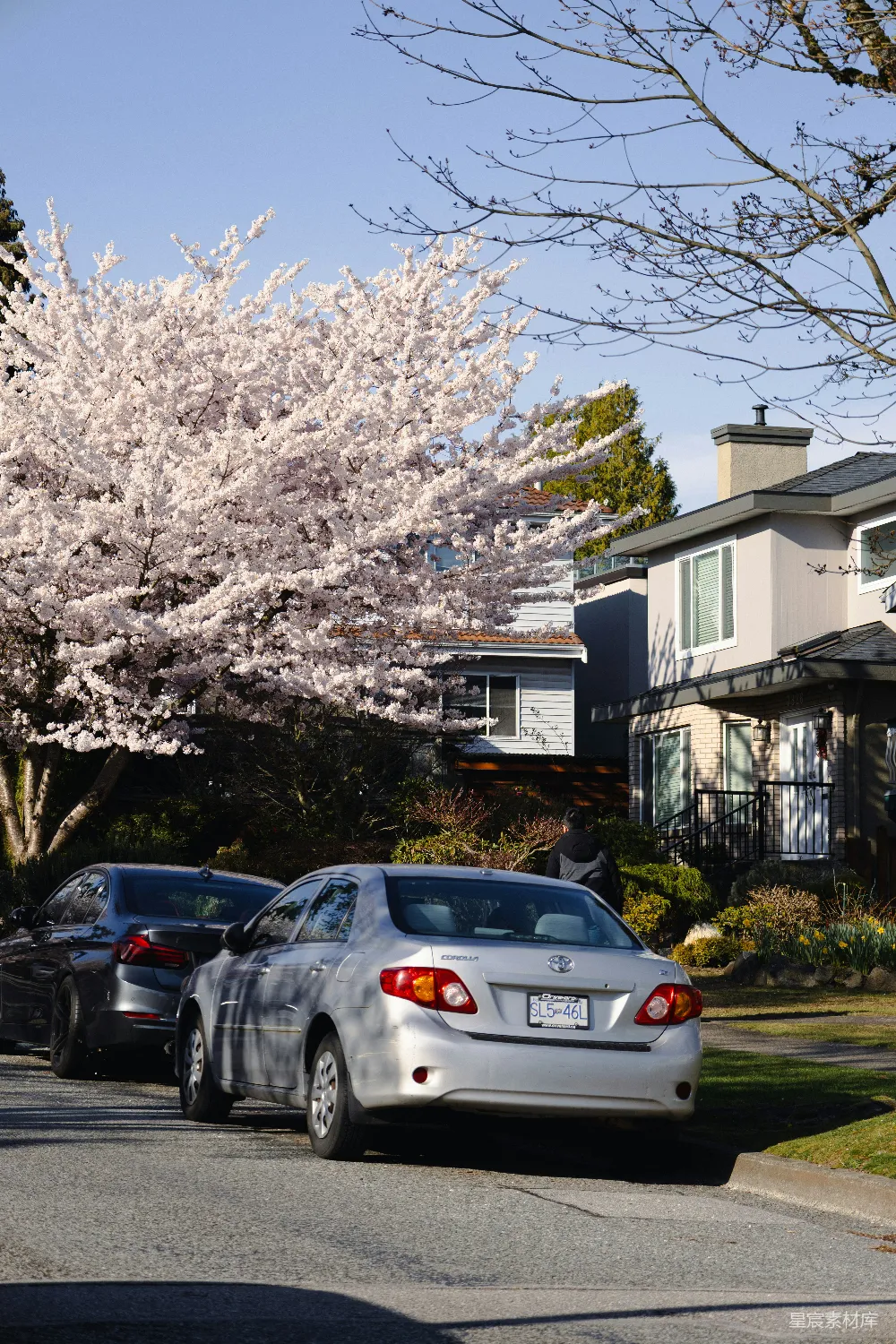 高清摄影 樱花 住宅区 春日 自然美景 城市风光 樱花盛开的住宅区