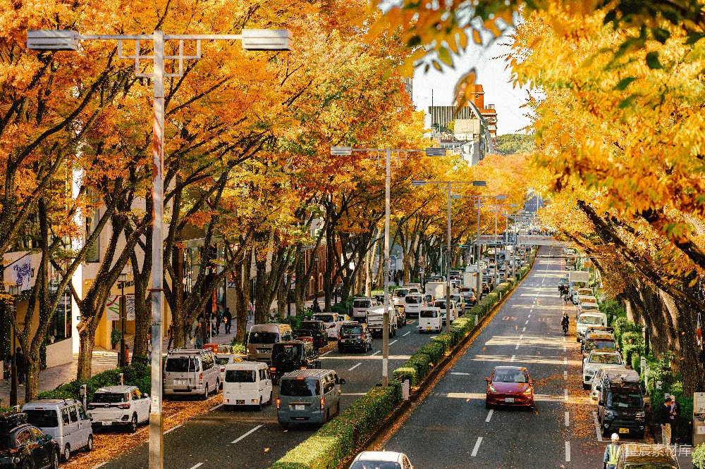 高清摄影 东京 秋季 城市风光 街道 金黄色 秋日东京街道