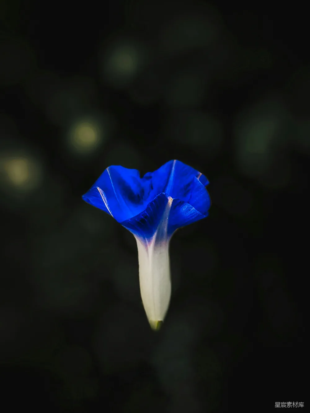 高清摄影 花朵 夜景 蓝色 自然 静谧 深邃夜色中的蓝色花朵