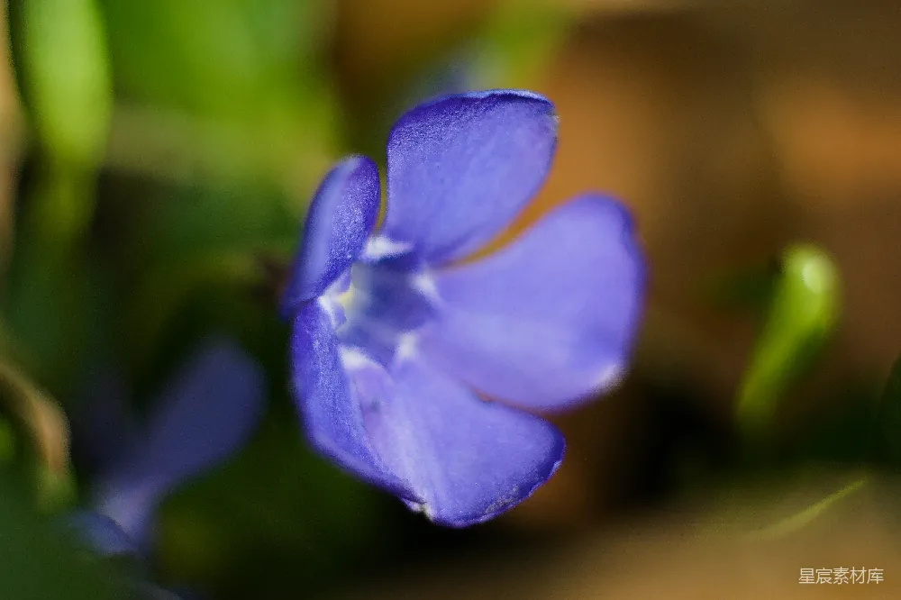高清摄影 花朵 紫色 自然 微距 静物 紫色花朵的细腻之美