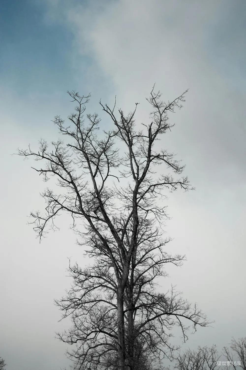 高清摄影 枯树 冬季 自然 孤独 天空 冬日枯树